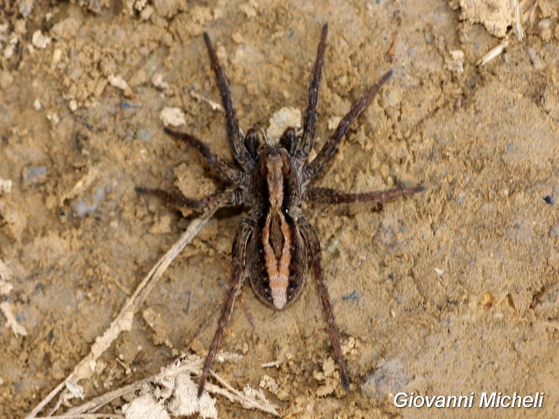 Lycosidae: Alopecosa sp - Passo del Branchino (BG)